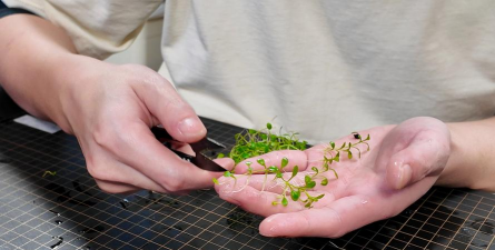 小众送妈妈的花有哪些花