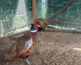 小众送妈妈的花有哪些花