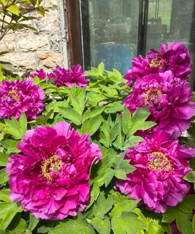 大红大紫什么花