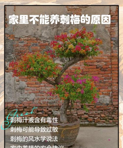 家里为什么不能种腊梅