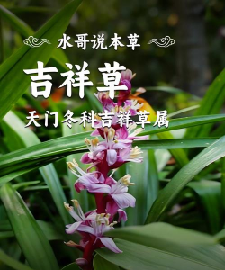 小众送妈妈的花有哪些花