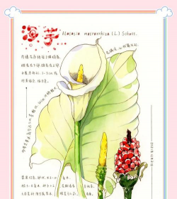 小众送妈妈的花有哪些花