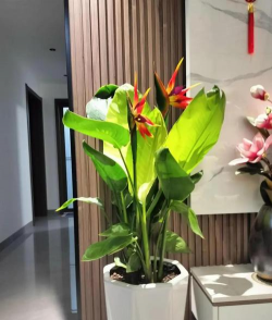 小众送妈妈的花有哪些花