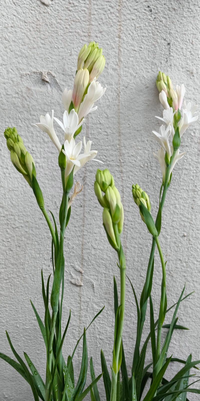 小众送妈妈的花有哪些花