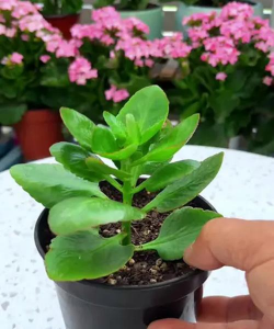 小众送妈妈的花有哪些花