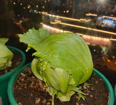 花盆种植球生菜怎么种植