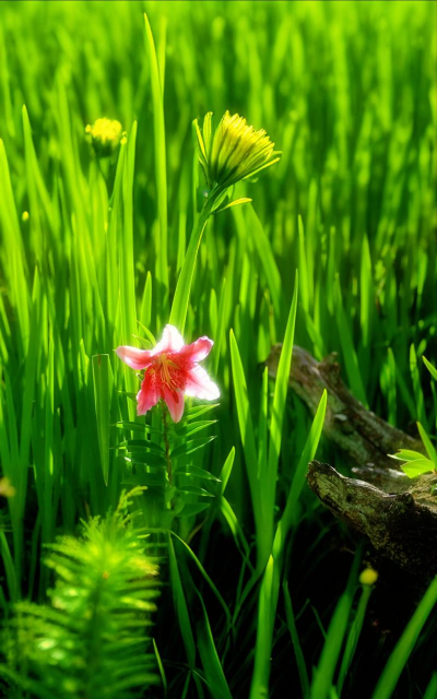 小众送妈妈的花有哪些花