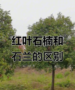 红叶石楠和石楠的区别