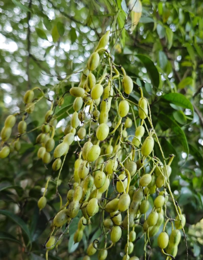 小众送妈妈的花有哪些花