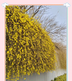 小众送妈妈的花有哪些花