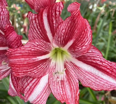 小众送妈妈的花有哪些花