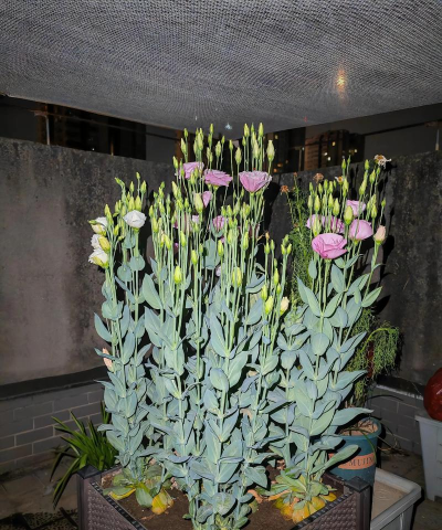 小众送妈妈的花有哪些花