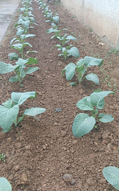 小众送妈妈的花有哪些花