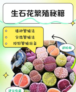 小众送妈妈的花有哪些花