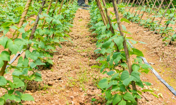 小众送妈妈的花有哪些花