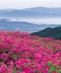 小众送妈妈的花有哪些花