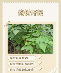 构树花什么季节开花