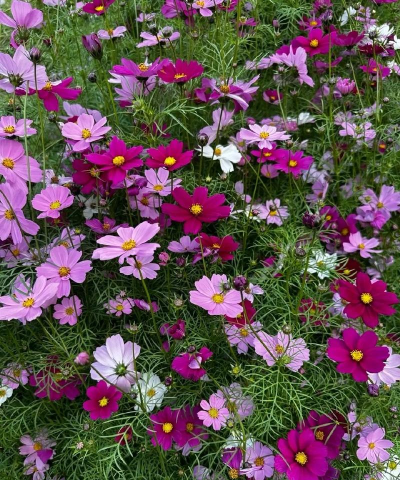 小众送妈妈的花有哪些花