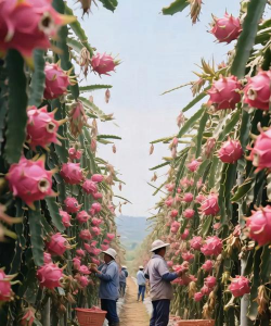 小众送妈妈的花有哪些花