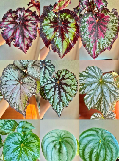 小众送妈妈的花有哪些花