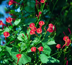 小众送妈妈的花有哪些花