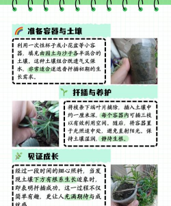 小众送妈妈的花有哪些花