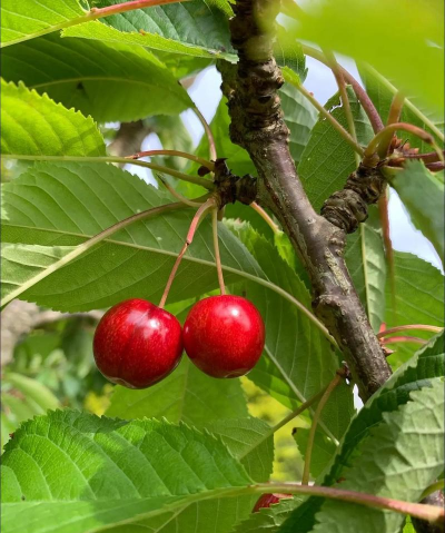 小众送妈妈的花有哪些花