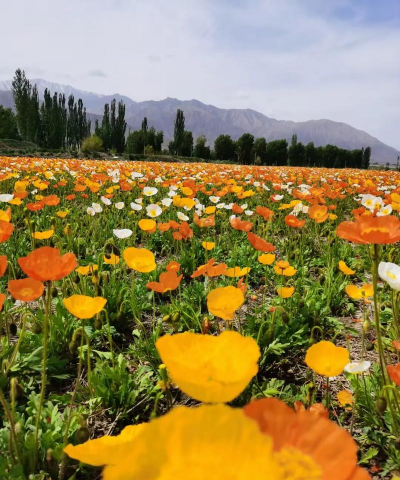 小众送妈妈的花有哪些花