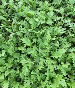 雪里蕻北方种植方法和时间