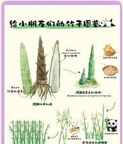 竹笋快速生长过程叫什么