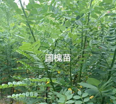 国槐树苗怎样培育