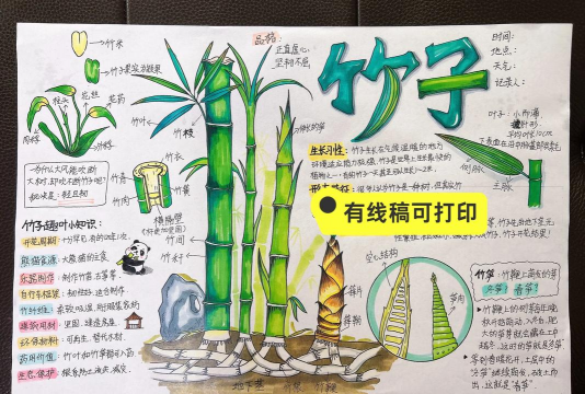 竹子的生长方式