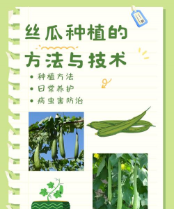 丝瓜怎样种植才能高产