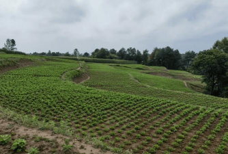 重庆土壤适合种植什么