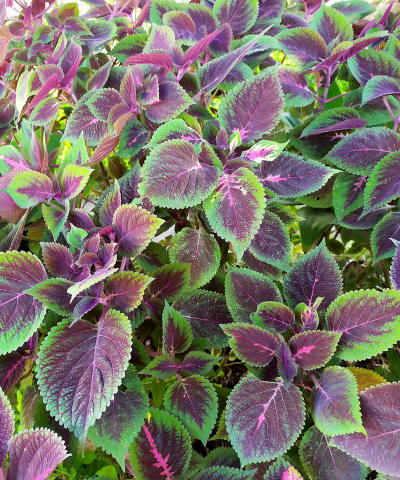 紫苏是什么植物