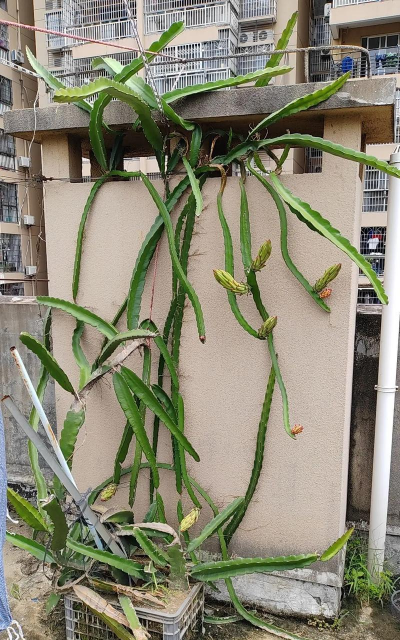 小众送妈妈的花有哪些花