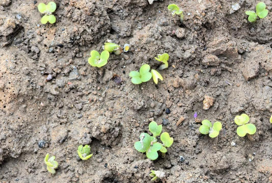 小众送妈妈的花有哪些花