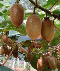 小众送妈妈的花有哪些花