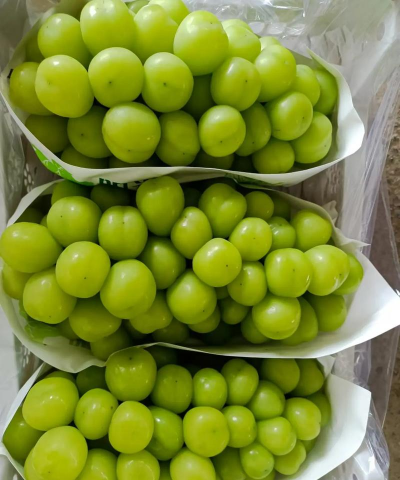 阳光玫瑰是什么杂交的