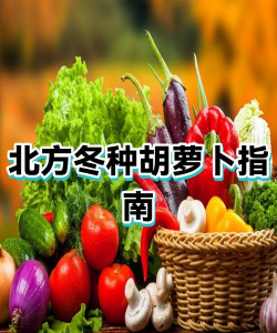 北方冬萝卜最佳种植时间
