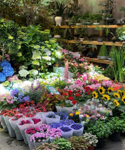 小众送妈妈的花有哪些花