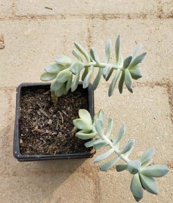 小众送妈妈的花有哪些花