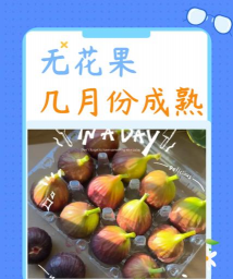 无花果多久成熟