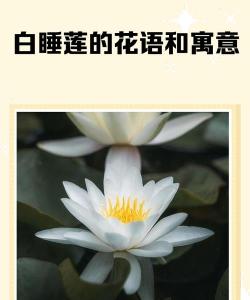 小众送妈妈的花有哪些花