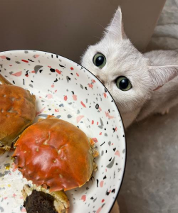 猫能吃梭子蟹吗