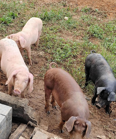 小众送妈妈的花有哪些花