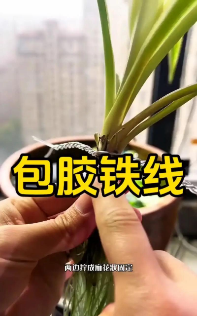 小众送妈妈的花有哪些花