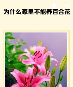 小众送妈妈的花有哪些花