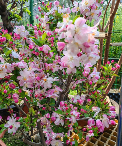 小众送妈妈的花有哪些花