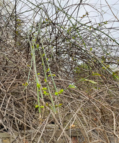 小众送妈妈的花有哪些花